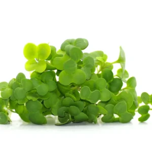 Brócoli (Broccoli Microgreens)