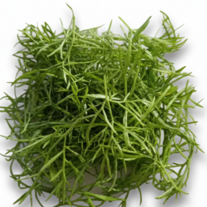 Hinojo (Fennel Microgreens)
