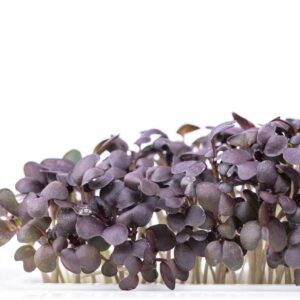 Mizuna Morada (Purple Mizuna Microgreens)
