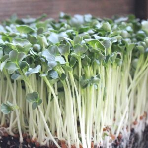 Rabanito (Daikon White Radish Microgreens)