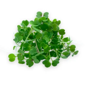 Rúcula (Arugula Microgreens)