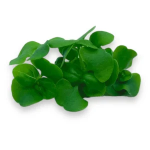 Albahaca Verde (Green Basil Microgreens)