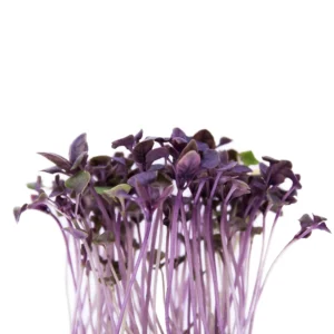 Albahaca Morada (Purple Basil Microgreens)