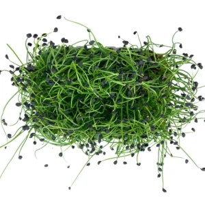 Cebolla (Onion Microgreens)