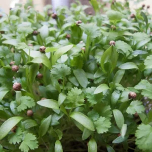Cilantro (Coriander Microgreens)