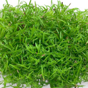Eneldo (Dill - Microgreens)