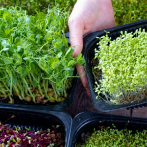 Microgreens