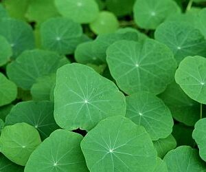 Taco de Reina (Nasturtium)