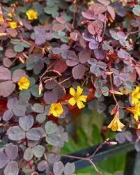Oxalis (Wood Sorrel)