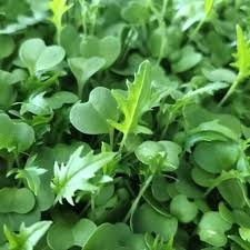Mizuna (Japanese Mizuna Microgreens)