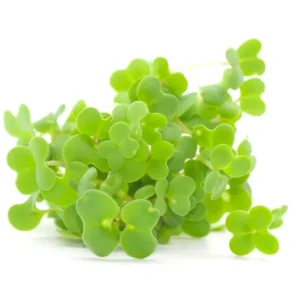 Mostaza (Mustard Microgreens)