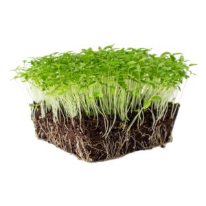 Perejil (Parsley Microgreens)