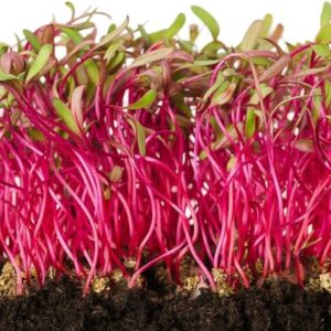 Remolacha (Beet Microgreens)