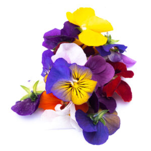 Viola Cornuta (Edible Viola)