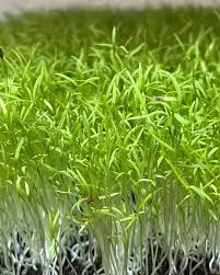 Zanahoria (Carrot Microgreens)